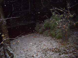 雪が降っているフィンランドの庭。フラッシュライトで撮影。